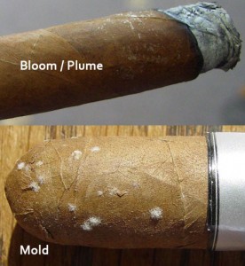 plume-mold
